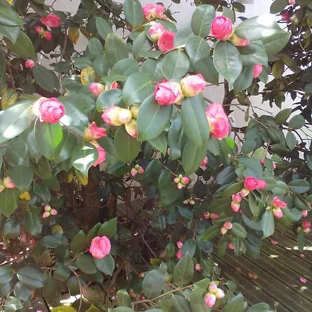 D'hôtes Au Grillon Dort Moustey