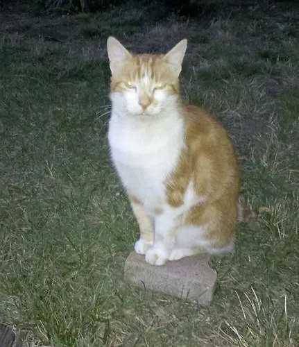 D'hotes Au Grillon Dort 3* Moustey